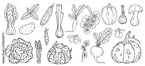 A collection of doodles and sketches of various vegetables, root vegetables, and herbs. Vector graphics.