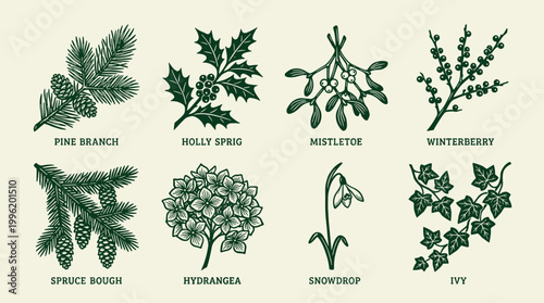 Woodblock print botanical set: pine branch, holly, mistletoe, winterberry, spruce, hydrangea, snowdrop, ivy