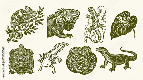 Reptile and Amphibian Linocut Illustration Set: Chameleon, Iguana, Gecko, Python, and Axolotl Icons