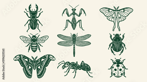 Linocut Insect Illustrations: Stag Beetle, Praying Mantis, Luna Moth, and Dragonfly Silhouette Collection