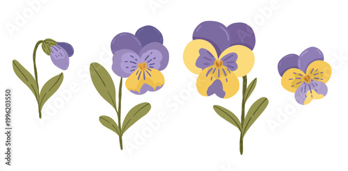 Purple and yellow pansy flowers vector set. Hand drawn viola tricolor elements isolated for botanical design and patterns