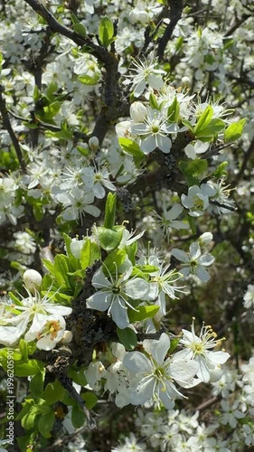 Delicate white blossoms burst open on a flowering tree branch