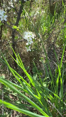 White blossoms bloom on a branch surrounded by green grass and dry underbrush