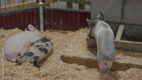 This video shows cute young piglets in a pen, some sleeping, and some eating 