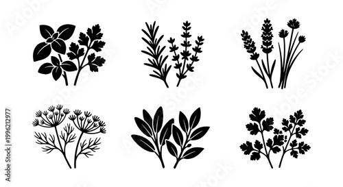 Culinary herbs black silhouette icons set, fresh organic aromatic spices collection, botanical garden plant vector illustrations for kitchen and cooking