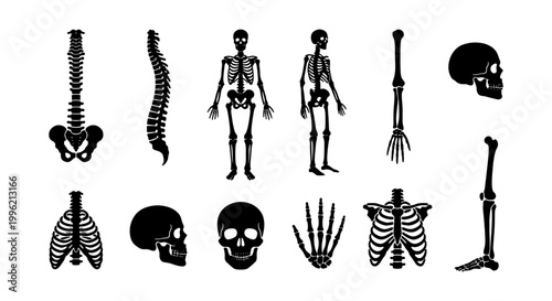 Human skeleton anatomy vector icons, black silhouette medical bone set, skull and spine diagrams for healthcare education and science research