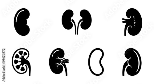 Human kidney icon set, medical renal system anatomy symbols, 7 black vector kidney illustrations for healthcare and urology infographics