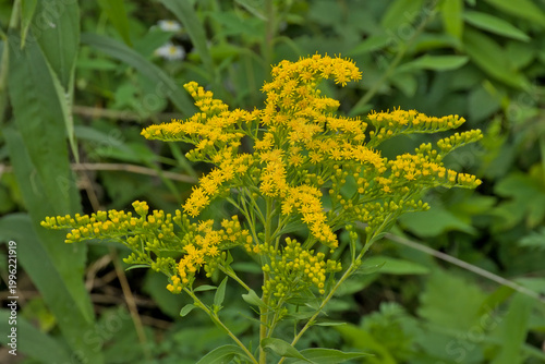 Obraz na plátně Goldenrod plant with yellow flower racemes and green leafs, selective focus - So