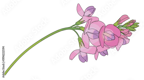 Beautiful pink jasmine flowers on branch in continuous line art design.