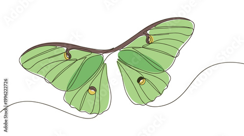 Continuous line drawing of green luna moth with large delicate wings.