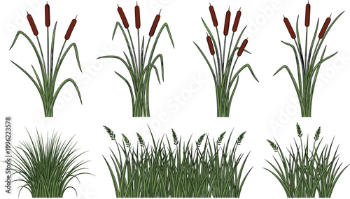 Cattail and grass plants collection with marsh reeds and wild vegetation isolated on light background botanical vector illustration set