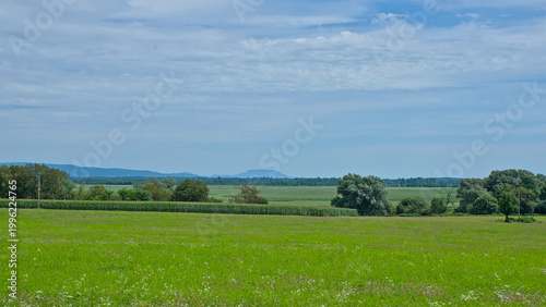Billede på lærred green summer landscape with meadow and trees in the Hungarian countryside
