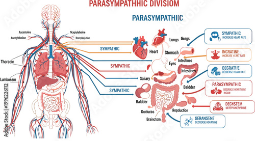 Illustration of the Human Nervous System with Parasympathetic and Sympathetic Divisions in Detailed Anatomical Diagram
