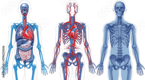 Human Anatomy Illustration Showing Digestive, Circulatory, and Skeletal Systems for Educational and Medical Design