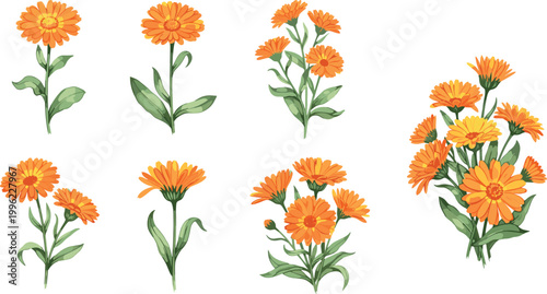 Orange calendula flowers collection with blooming plants and green leaves isolated on light background botanical vector illustration set