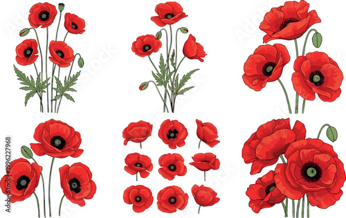 Red poppy flowers collection with blooming petals and green stems isolated on light background botanical nature vector illustration set