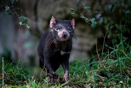 Tasmanian devil (Sarcophilus harrisii)