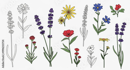 Collection of various botanical illustrations and drawings.