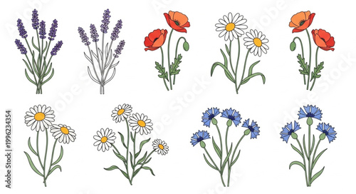 Collection of Wildflower Illustrations Lavender Poppies Daisies Cornflowers.