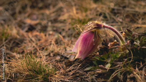 Bild auf Leinwand Pulsatilla vulgaris rests after blooming in the spring nature