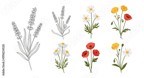 Collection of Delicate Botanical Illustrations of Flowers and Herbs.