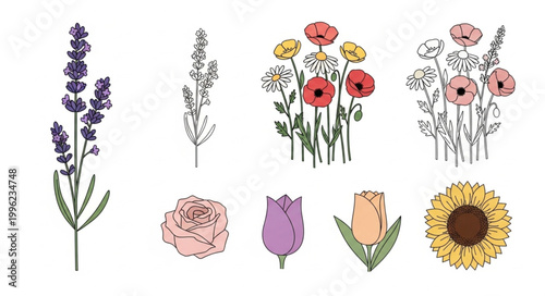 Collection of Various Hand Drawn Botanical Flowers and Plants.