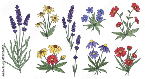 Collection of Various Botanical Illustrations of Flowers and Plants.