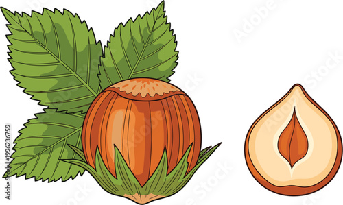 Hazelnut with leaves and cut section illustration showing whole nut and kernel in natural flat cartoon vector style for food design