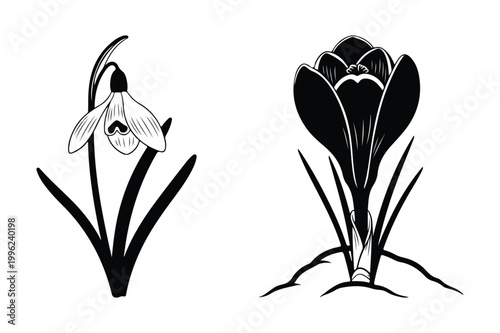 Snowdrop and crocus spring flowers silhouette vector illustration with snowdrop
