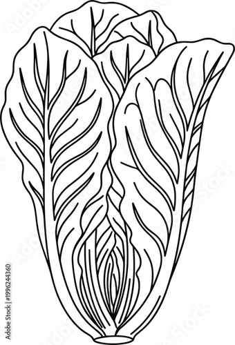 Chinese cabbage outline illustration featuring fresh leafy vegetable napa cabbage organic produce and healthy food ingredient vector design