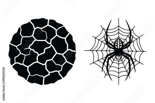 Spider web with spider and a cracked circular pattern arachnid predator