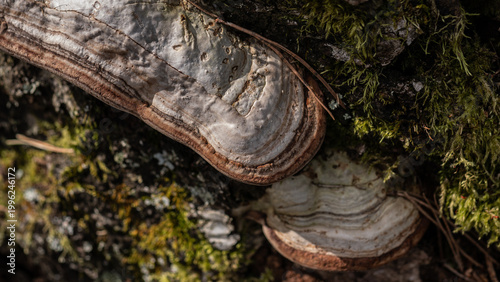 Fotografie Bracket fungus (Fomes fomentarius) on tree trunk, polypore mushroom macro