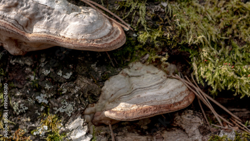 Tableau sur toile Bracket fungus (Fomes fomentarius) on tree trunk, polypore mushroom macro
