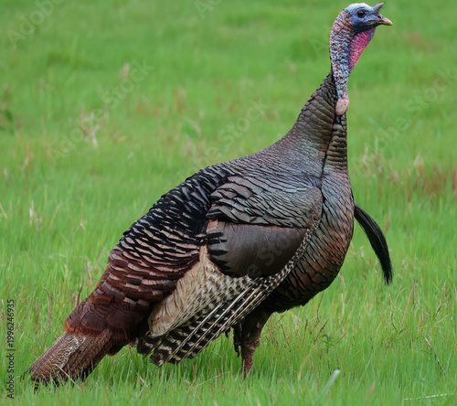 фотографія A stately and alert tom Wild Turkey sporting a lengthy beard and displaying beautiful colors
