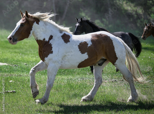 Running Horse in Pasture