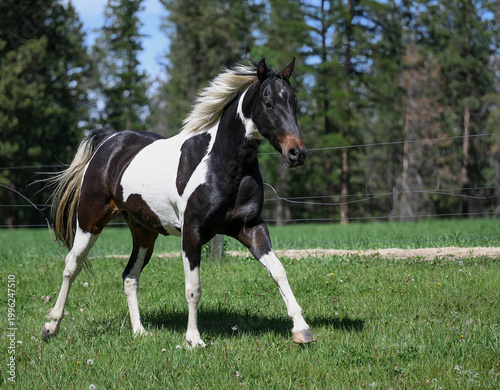 Young Horse running