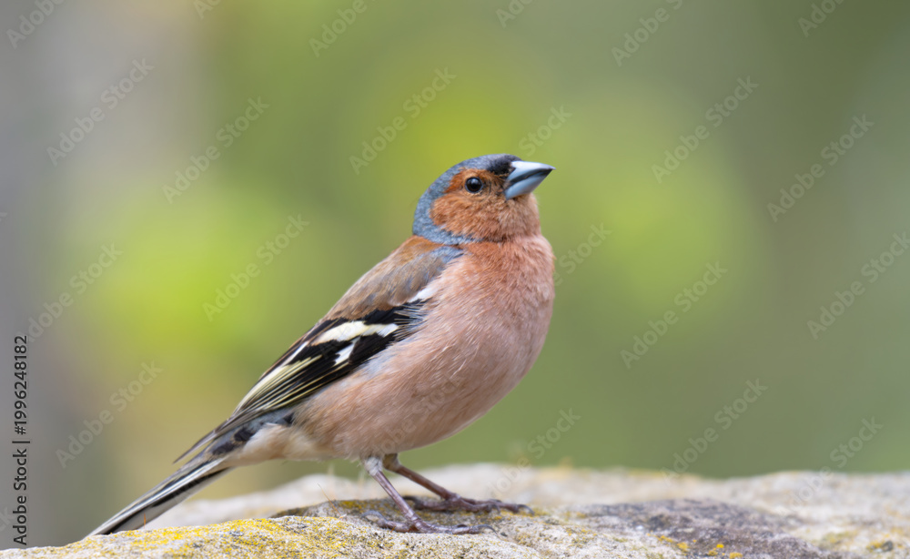 Obraz premium Male Common Chaffinch (fringilla coelebs) posing
