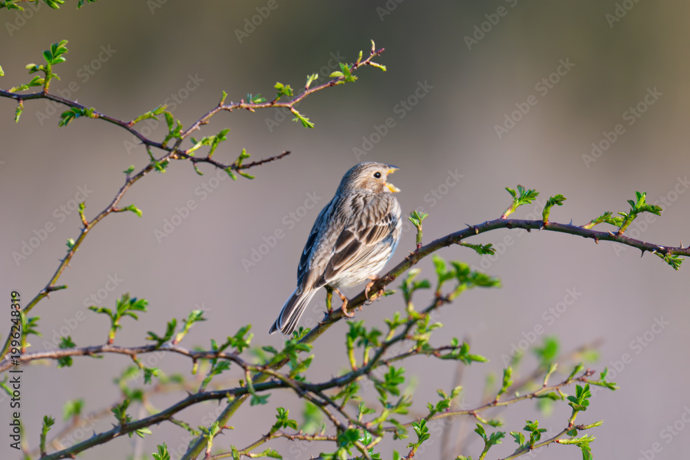 Fototapeta premium Emberiza calandra / Corn Bunting
