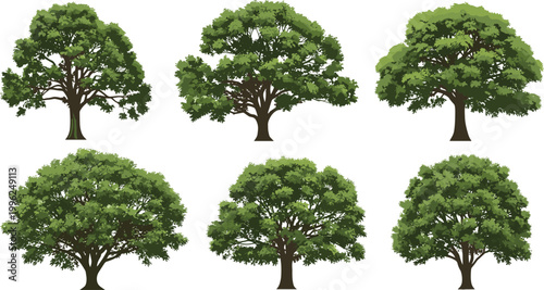Large tree isolated collection vector big green forest trees set on white background
