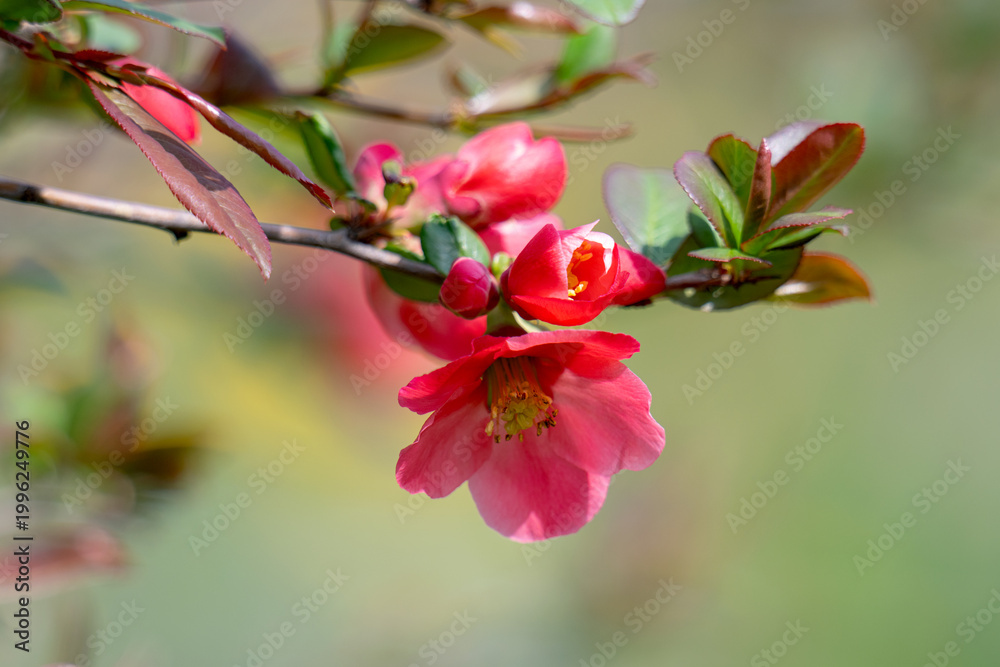 Obraz premium Japanese quince (Chaenomeles japonica) flowering on blurred green background. Selective focus of close-up red flowers quince.