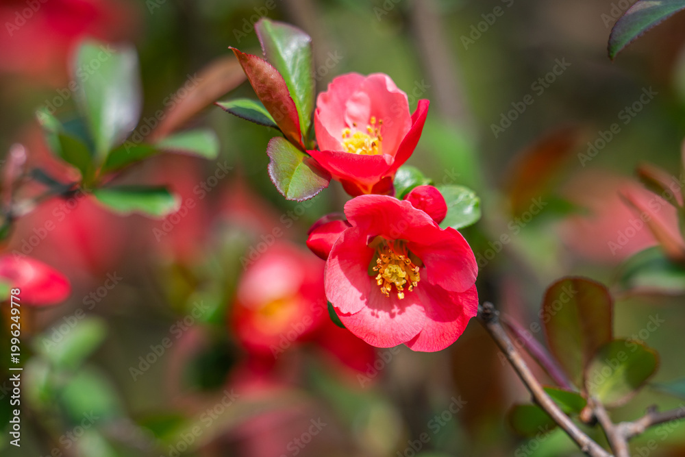 Obraz premium Japanese quince (Chaenomeles japonica) flowering on blurred green background. Selective focus of close-up red flowers quince.