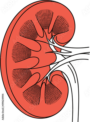Human kidney anatomy illustration featuring internal structure renal system organ function and medical biology diagram detailed vector design