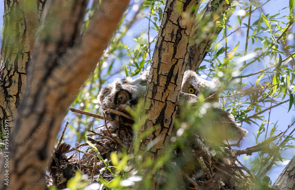 Fototapeta premium Pair of Great Horned Owl Owlets Perched on a Tree Limb in Springtime