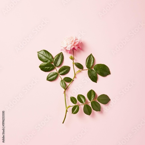 pink flower background