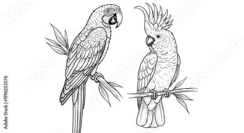 Two Parrots Perched on Branches, Detailed Sketch Illustration