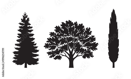 Silhouetted trees a study in contrasting forms and foliage