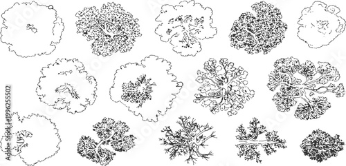 Hand drawn architectural landscape plan of trees and bush's top view silhouette collection vector illustration.