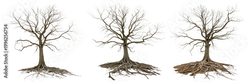  Set of a leafless tree with extensive roots isolated on a transparent background