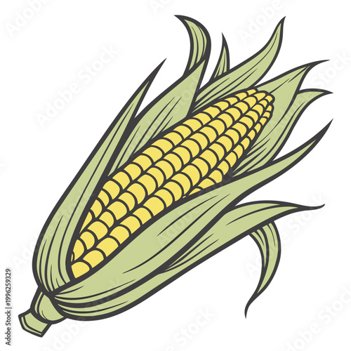 Ear of corn with green husk food ingredient white background food preparation