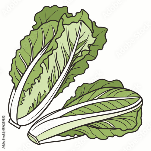 Two chinese cabbage heads with napa cabbage leafy greens food ingredient